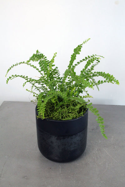 Green Plant in Lennon Container- Small