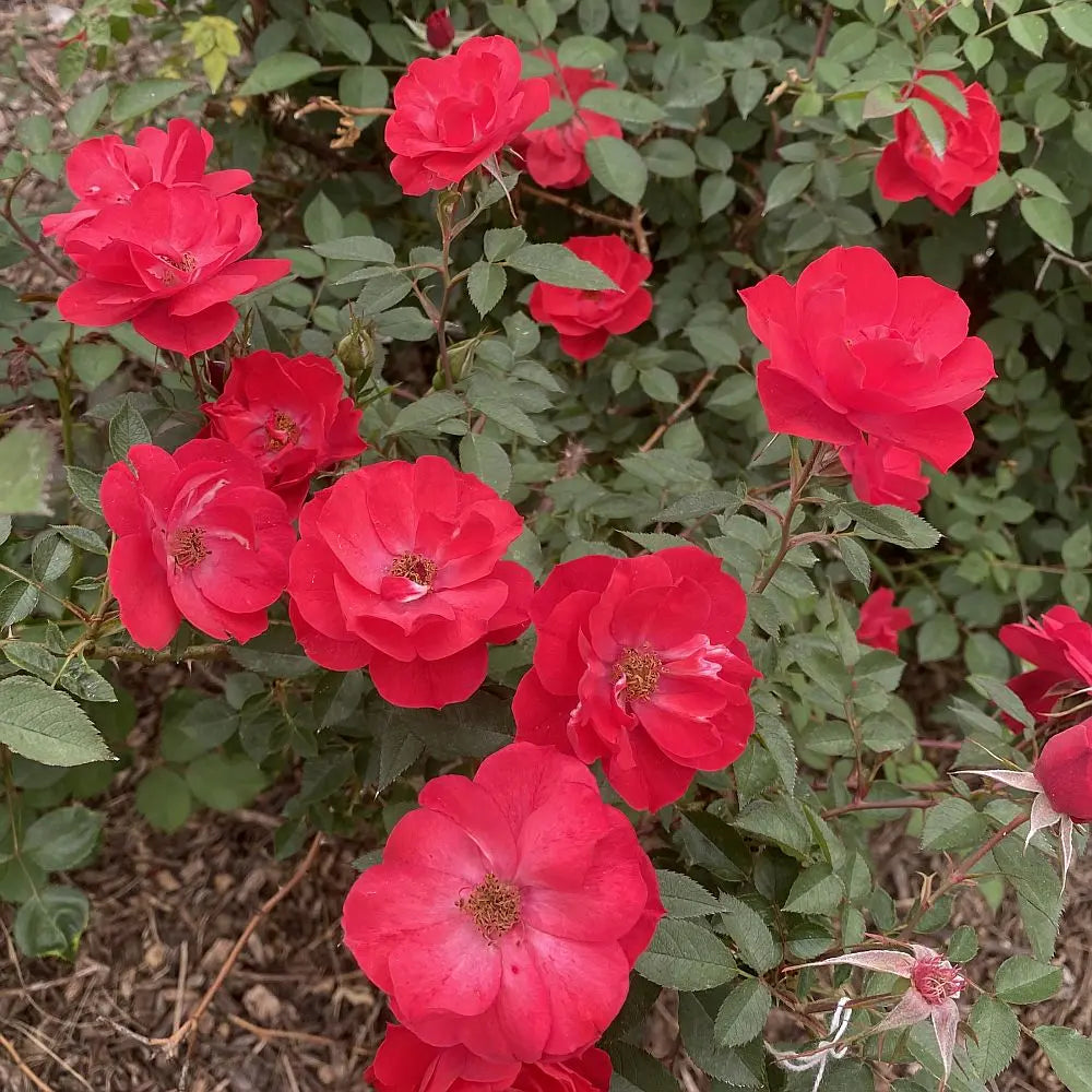 The Louise Hansen Rose