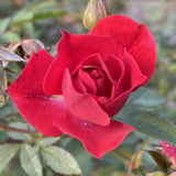 The Louise Hansen Rose