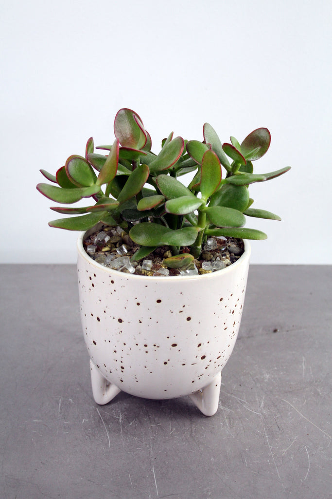 Succulent in Reid Container