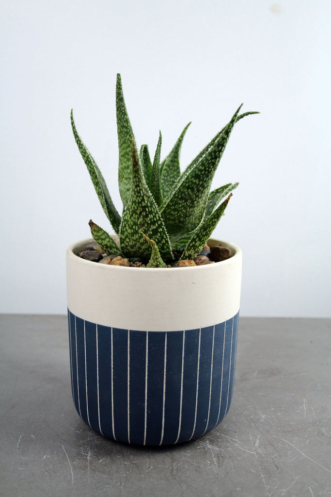Succulent in Westview Container