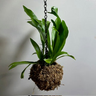 August 8th Summer Series - Learn how to plant up a Kokedama