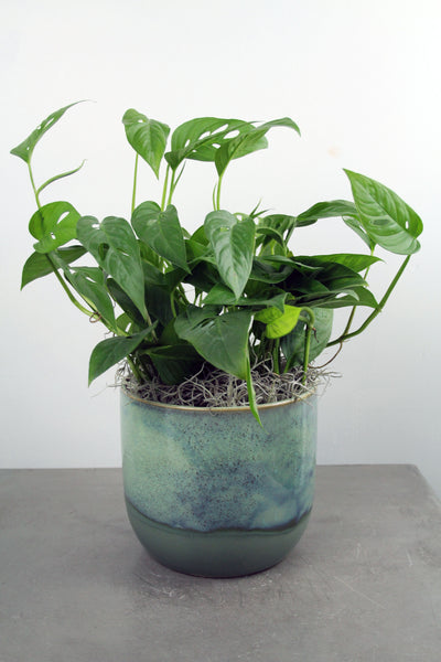 Green Plant in Beautiful Container