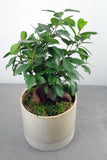 Green Plant in Downy Container- Large