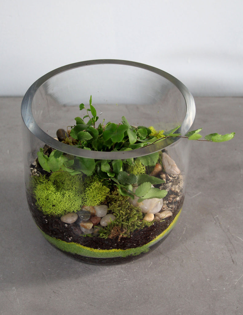 Small Plant (Fern or Begonia) Terrarium