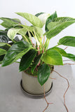 Green Plant in Hawthorne Container