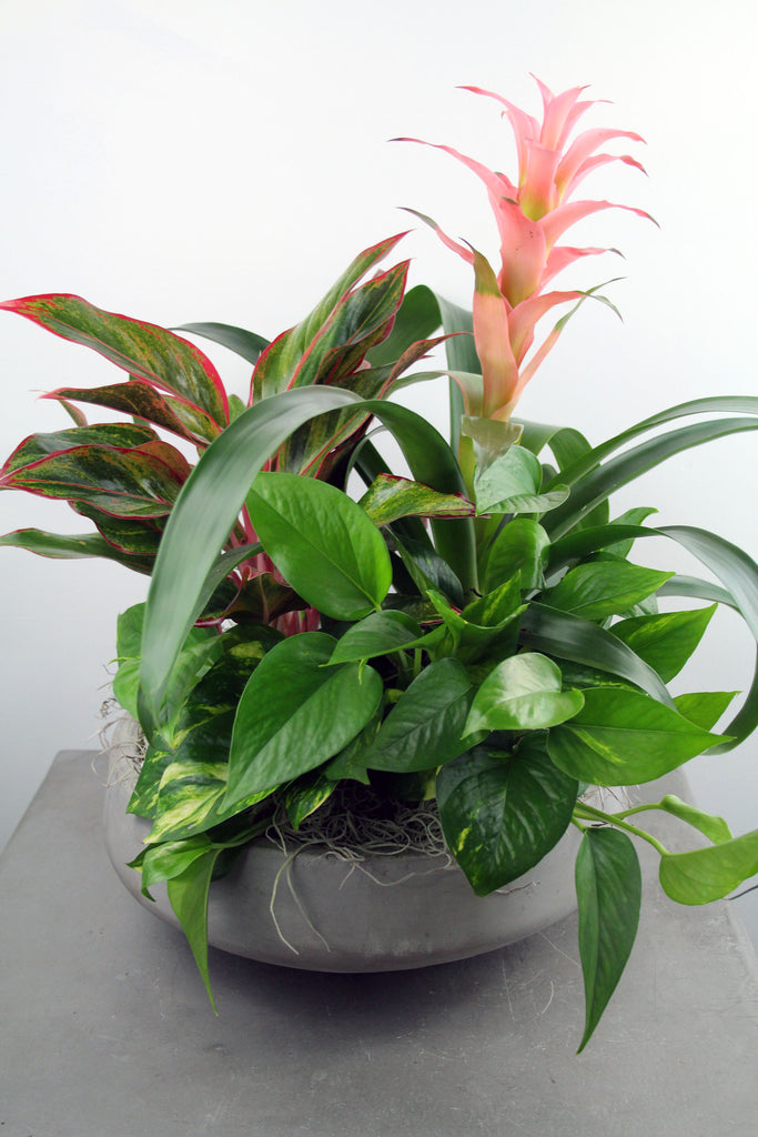 Indoor Garden Bowl with a Bromeliad