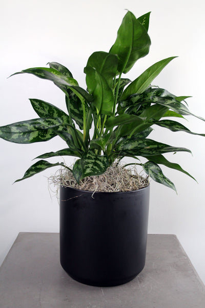 Green Plant in Kendall Container- Medium