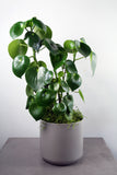 Green Plant in Kendall Container- Small
