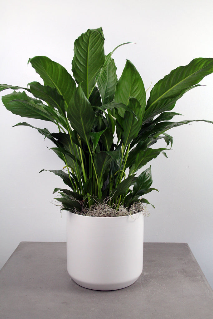 Green Plants
