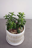 Green Plant in Linden Container