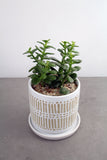 Green Plant in Linden Container