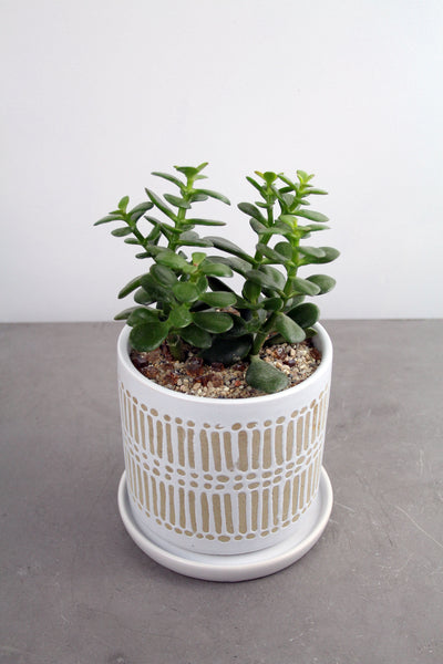 Green Plant in Linden Container