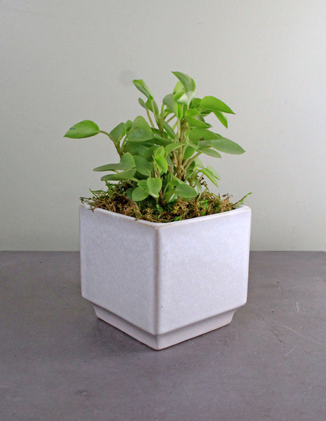 Green Plant in Verge Cube Container