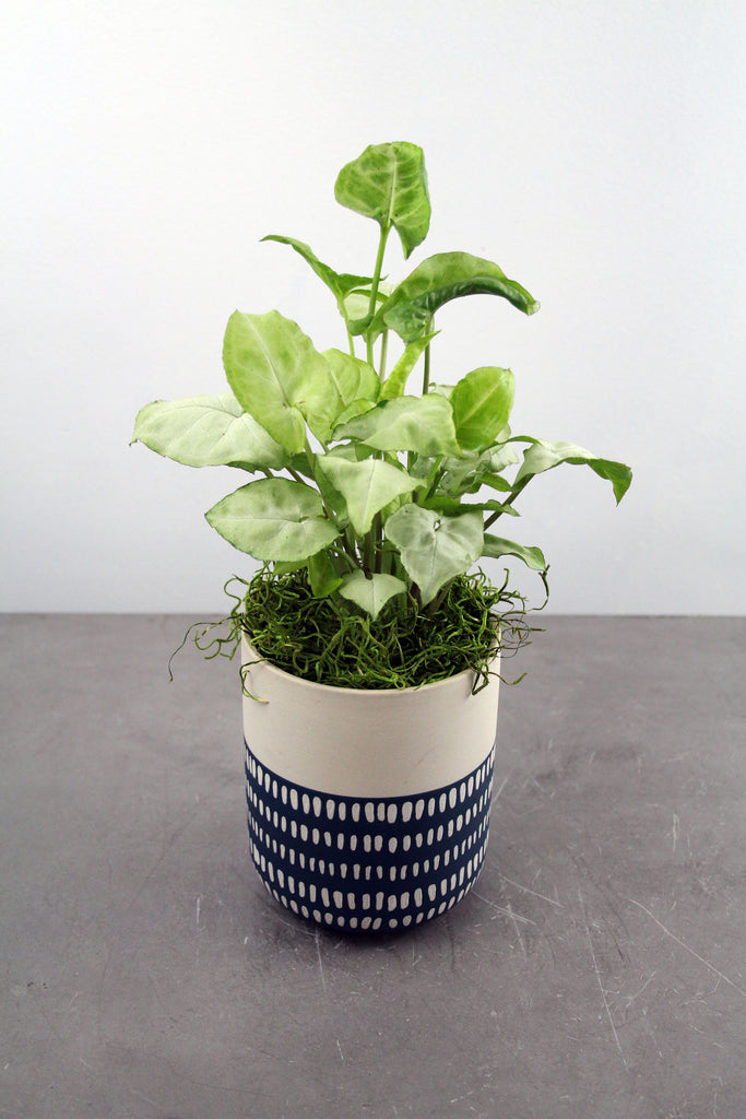 Green Plant in Westview Container