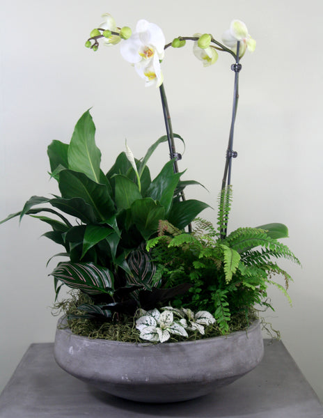 plants in bowl indoor Indoor Garden Bowl with Orchid – The Plant People