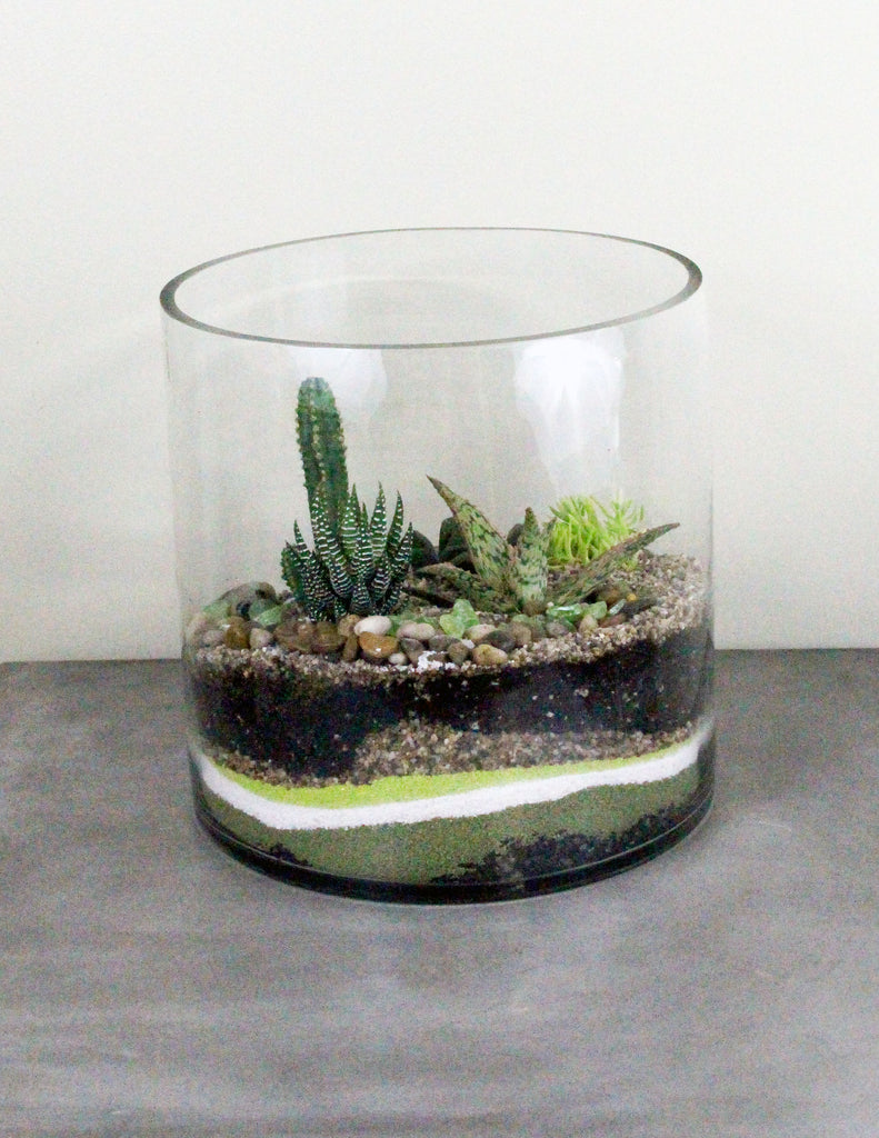 Cacti & Succulent Terrarium Garden -SHORT