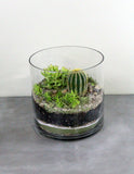 Cacti & Succulent Terrarium Garden -SHORT