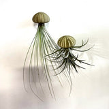 June 20th - Summer Series - create a Jelly Fish with Air Plants