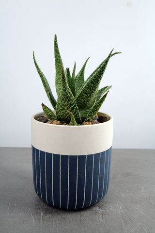 Succulent in Westview Container