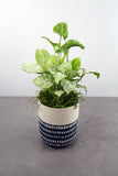 Green Plant in Beautiful Container