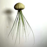 June 20th - Summer Series - create a Jelly Fish with Air Plants
