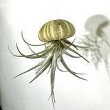 June 20th - Summer Series - create a Jelly Fish with Air Plants