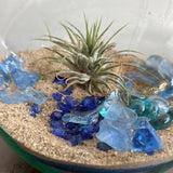 July 25th Summer Session - Create an Air Plant Terrarium