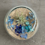 July 25th Summer Session - Create an Air Plant Terrarium