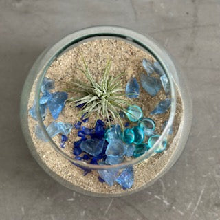 July 25th Summer Session - Create an Air Plant Terrarium