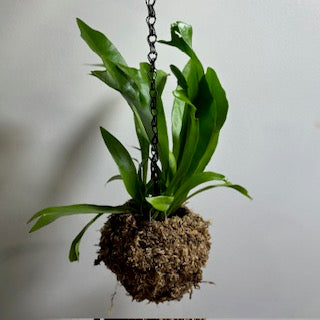 August 8th  Summer Series - Learn how to plant up a Kokedama