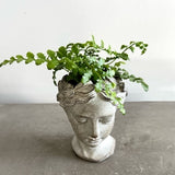 July 11th Summer Series - Create an Easy to care for Fern or Succulent Goddess Head $25.00