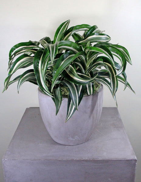 Green Plant in a Light Gray Cement Container