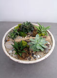 Succulent & Cacti Garden in Divvy Bowl- Large