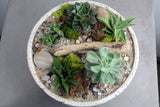 Succulent & Cacti Garden in Divvy Bowl- Large