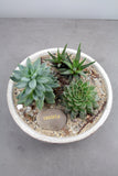 Succulent & Cacti Garden in Divvy Bowl