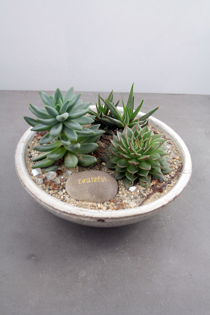 Succulent & Cacti Garden in Divvy Bowl