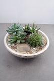 Succulent & Cacti Garden in Divvy Bowl