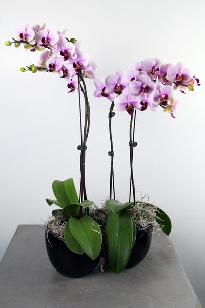 Orchids in a Ceramic Container