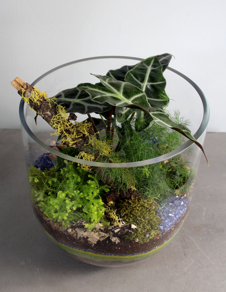 Large Fern Terrarium