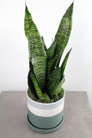 Sansevieria in Greer Container