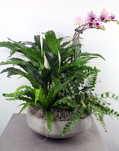 Indoor Garden Bowl with Orchid