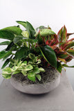 Indoor Garden Bowl in a Cement Container