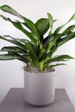 Green Plant in Kendall Container- Medium