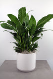 Green Plant in Kendall Container- Small
