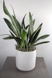 Green Plant in Kendall Container- Medium
