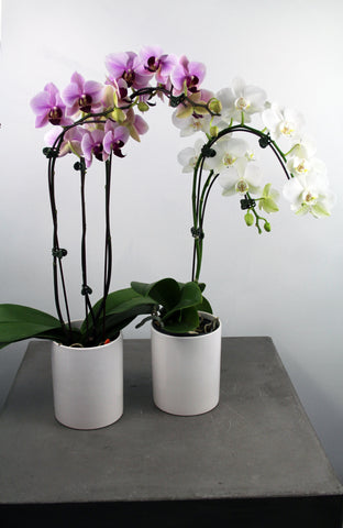 Orchid in a Ceramic Container