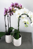 Orchid in a Ceramic Container