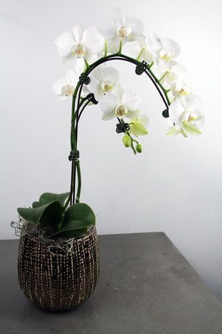 Orchid in a Luxe Container