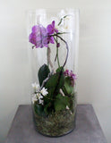 Orchids in a Glass Cylinder